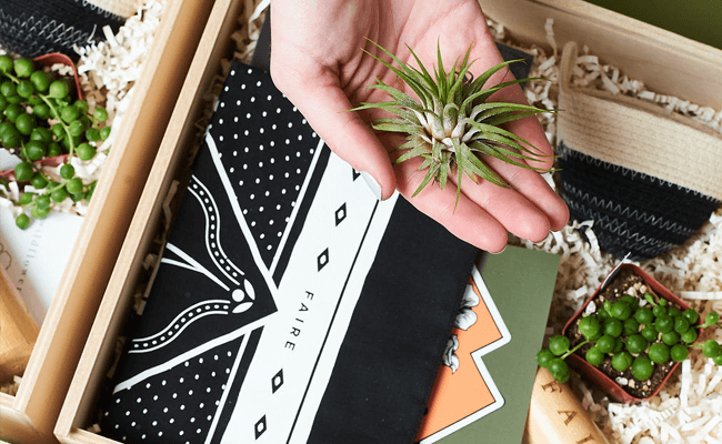 A hand holds a live air plant over a nature inspired gift box custom branded for employee holiday gifting